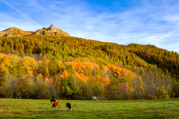 Paysage automnal dans les Alpes. La forêt en couleurs vertes, jaunes; oranges. Les vaches  en pâturage.