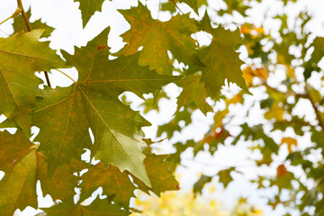 Trees full of leaves starting to turn yellow