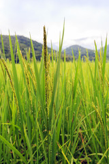 Obraz premium Beautiful nature at rice field with sky clouds