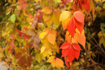 Naklejka na ściany i meble Autumn red and yellow Virginia creeper, Victoria creeper (Parthenocissus quinquefolia) on a background of yellow leaves. Fall floral texture, background. Bright branch of autumn leaves Parthenocissus
