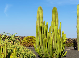 cactus plants in the cactus garden
