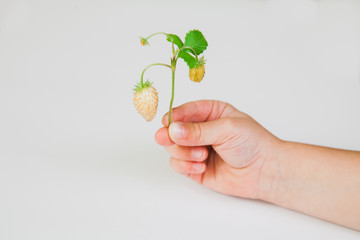Green tasty strawberries