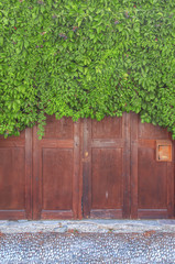 Big bordeaux modern wooden door coverd with green ivy overgrown patern fence