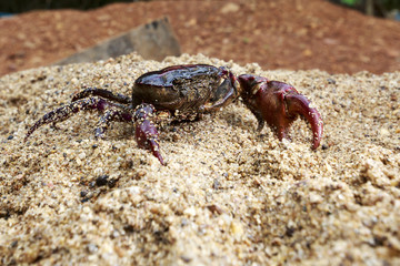 Crab on the sand