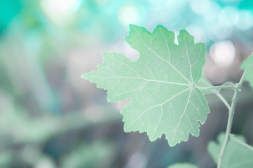 soft focus green leaf with bokeh spring  nature background