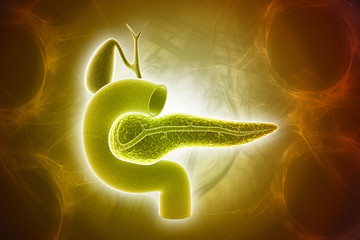 3d rendered pancreas isolated on a color background