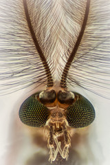 Extreme magnification - Mosquito head compilation