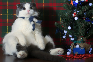 Fototapeta na wymiar Funny cat in striped scarf sitting under the New Year tree
