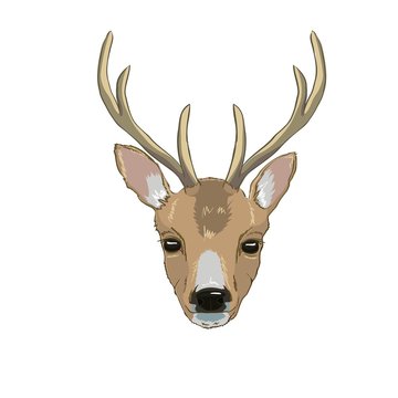 deer head, vector, illustration
