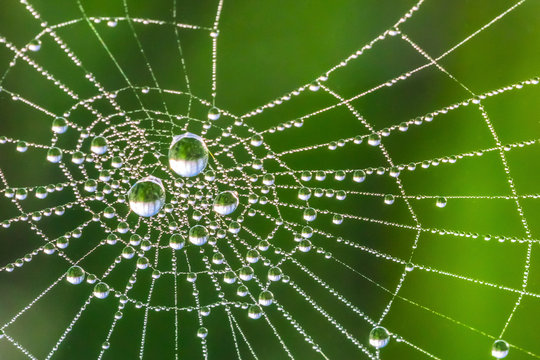 Beautiful drops of dew on a cobweb on a green background