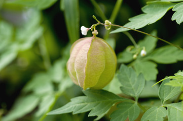 Obraz premium フウセンカズラ