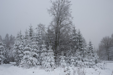 Winter op de Hoge Venen in België