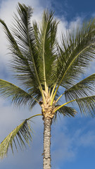 Fototapeta na wymiar Vertical shot of tall coconut palm tree, against bright blue sky, native to hot climates, symbol of tropics and vacations 
