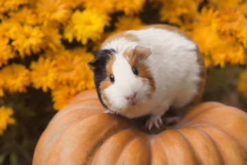 Funny guinea pig sitting on pumpkin with background of yellow flowers outdoors