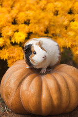 Funny guinea pig sitting on pumpkin with background of yellow flowers outdoors