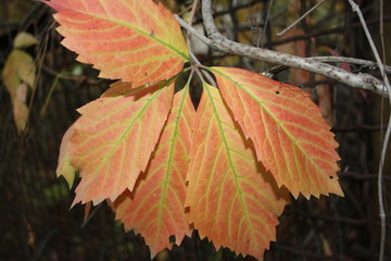  Colorful leaf maiden grapes