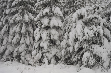 Winter op de Hoge Venen in België