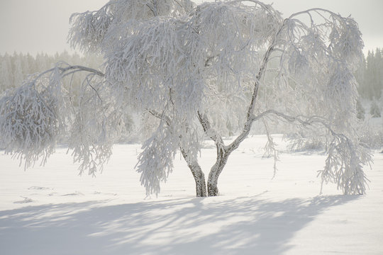 Winter op de Hoge Venen in Belgi&euml;