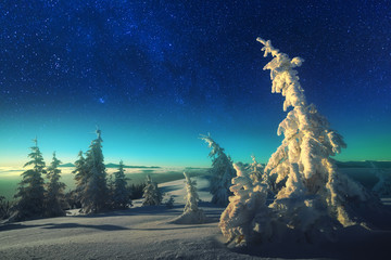 Wintry scene with snowy trees