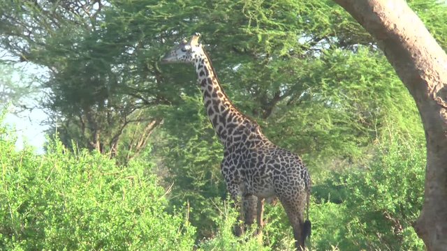 Safari afrika Giraffen Antilopen Zebra