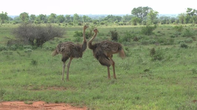 Safari AfrikaMarabu und Srau&szlig;