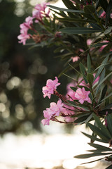 Pink oleander flowers