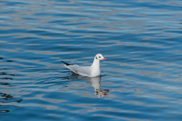     Gull, white bird swimming on glassy sea