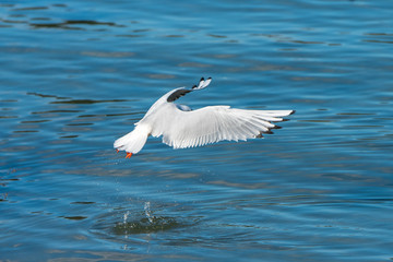     Gull, white bird diving and fishing with spread wings, reflection on the blue sea
