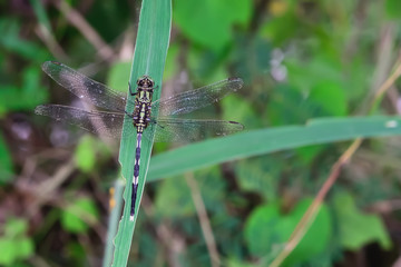 Damselfly