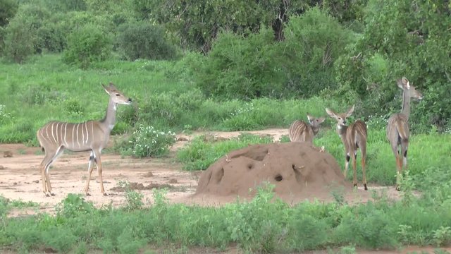 Safari afrika Giraffen Antilopen Zebra