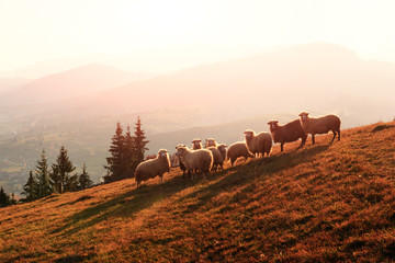 Herd of sheeps in autumn mountains.