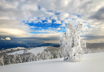 Winter landscape in mountains with fir trees