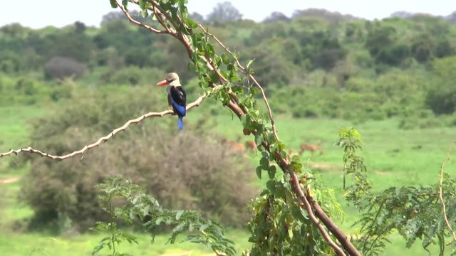 Safari Afrika Eisvogel