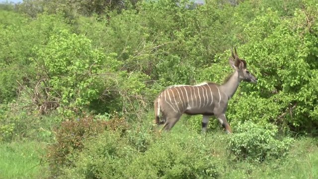 Safari afrika Giraffen Antilopen Zebra