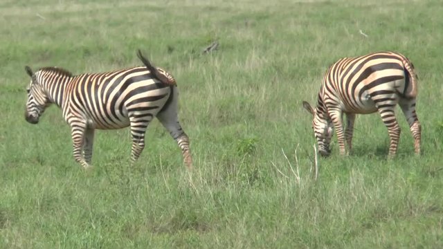 Safari afrika Giraffen Antilopen Zebra