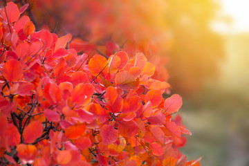 beautiful autumn red bush  in a sunlight
