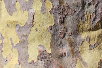 Sycamore bark texture background