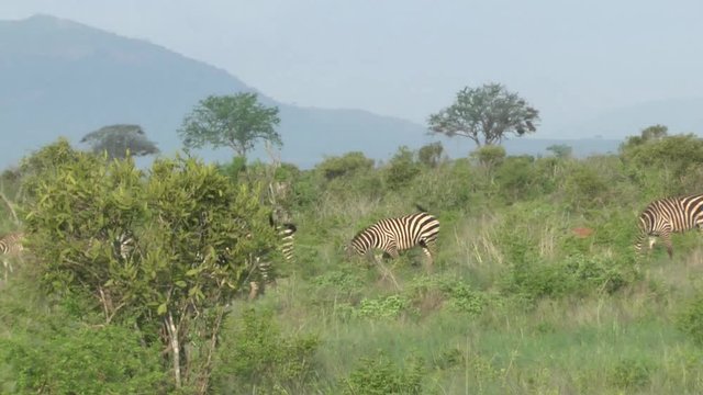 Safari afrika Giraffen Antilopen Zebra