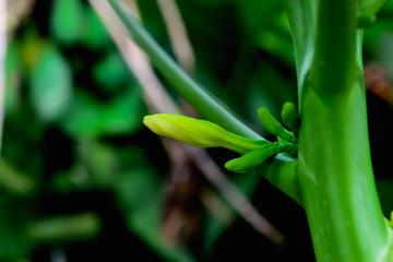 Obraz premium papaya