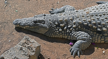 Nile crocodile. Latin name - Crocodylus niloticus 