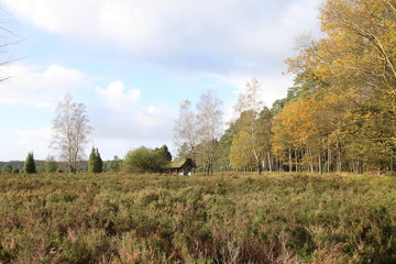 Am herbstlichen Waldrand