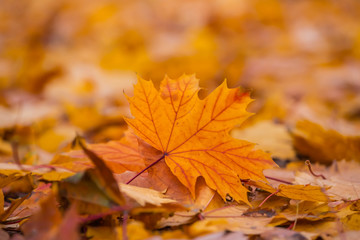 Naklejka na ściany i meble closeup red dry autumn leaves