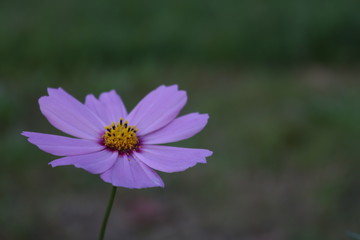 Fototapeta premium コスモス２