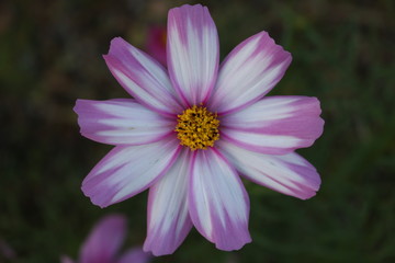 Fototapeta premium コスモス１