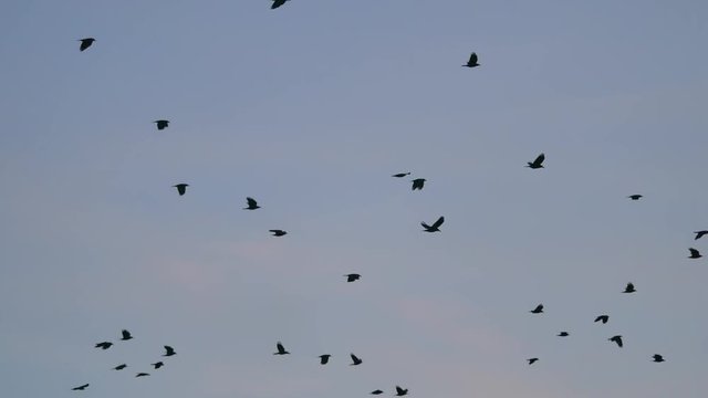 birds circling in the sky, a flock of crows. raven autumn birds