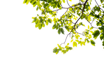 Green leaf and branches on white  using as background and wallpaper.