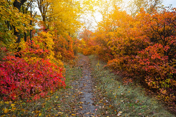 Obraz premium beautiful quiet autumn forest glade