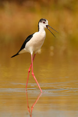 Stilt in a Spanish pond