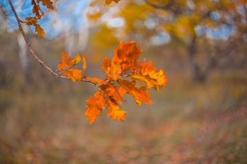 autumn dry oak tree branch in a forest