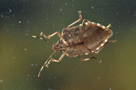 Graue Feldwanze, Raphigaster nebulosa, auf der Au&szlig;enseite einer Fensterscheibe